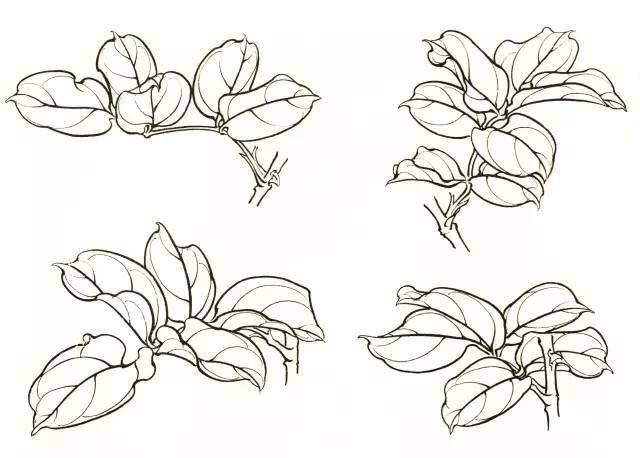 国画教程月季花的白描写生技法月季花图谱