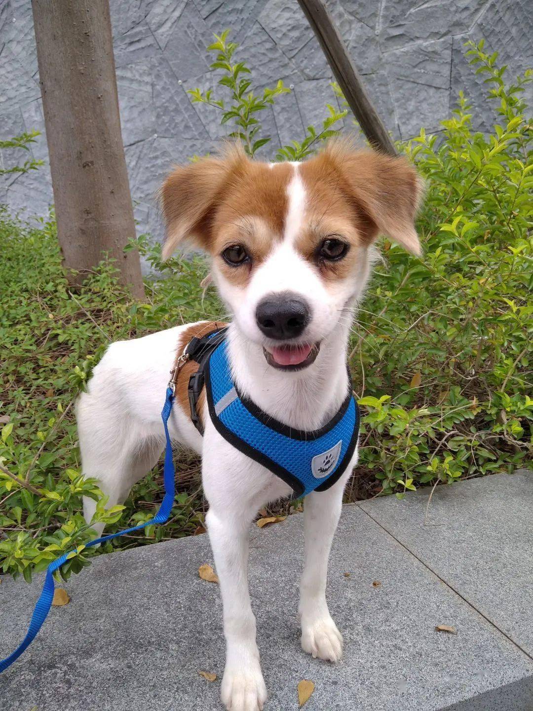 人联系方式: 待领养狗狗:小小花 女孩-接近1岁-已绝育-疫苗齐 短毛,较