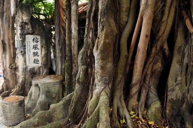 探访广州的老榕树,434岁的老树你见过没?