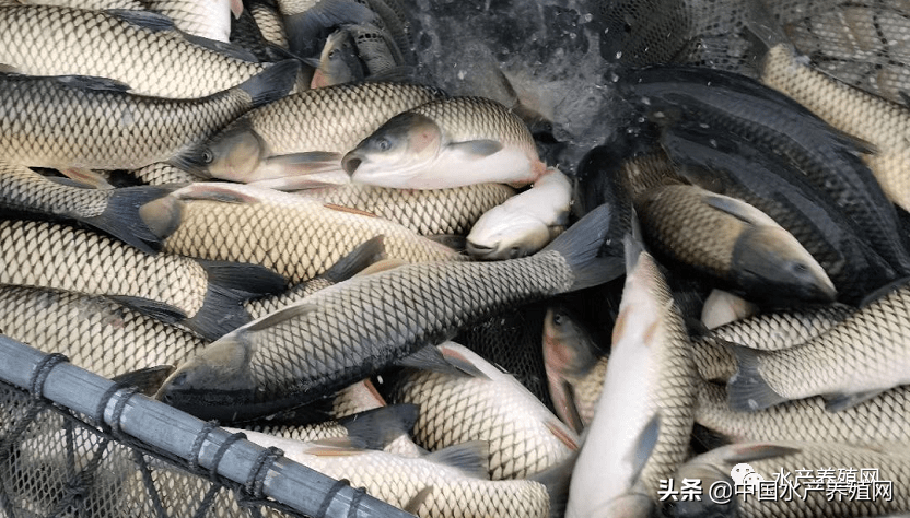 防控升级,市场萧条,四大家鱼继续掉价!8月鱼价好不了?_疫情