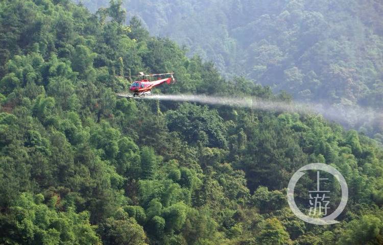 为了防治重庆森林里的松墨天牛 两架直升机飞了532次