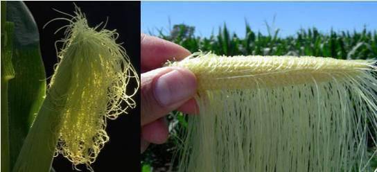 解读玉米授粉过程