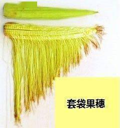 解读玉米授粉过程_花丝