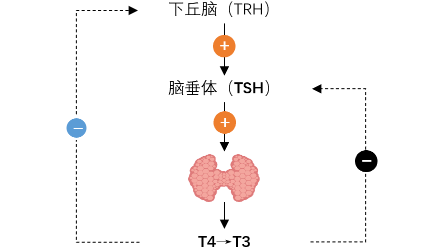 脑垂体合成分泌促甲状腺激素(tsh),tsh刺激甲状腺合成和分泌甲状腺