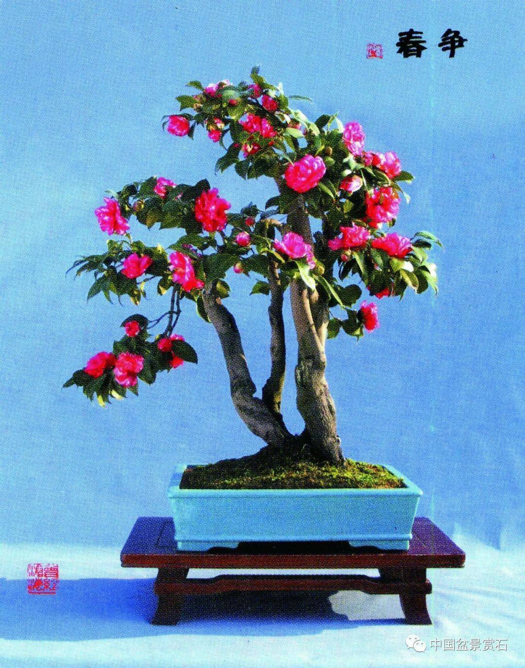 目前,地栽和盆栽山茶花盛多,但制作盆景却很少,究