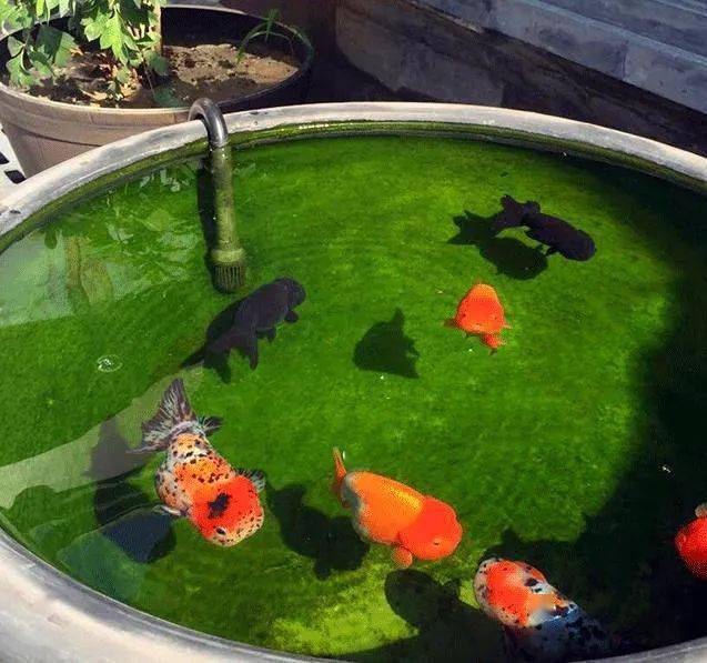 养金鱼中国人独有的乐趣