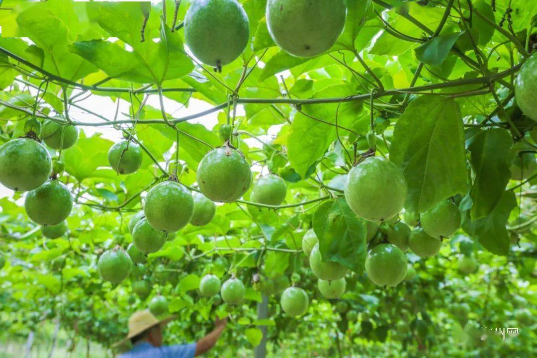 日前,记者走进蓝坊镇峰口村百香果种植基地,只见绿油油的藤蔓爬满棚架
