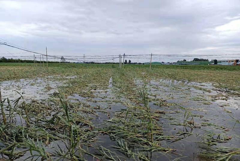 暴雨过后河南灾区救援仍在持续灾后疫情引发居民警惕