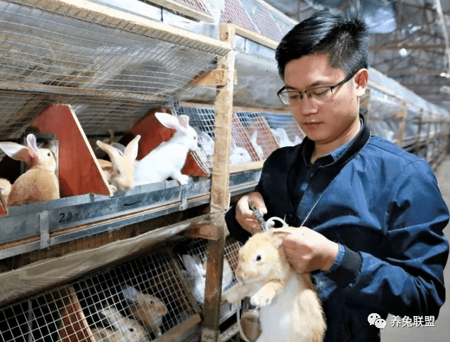 夏季养兔子的过程中需要注意这些方面避免产生损失