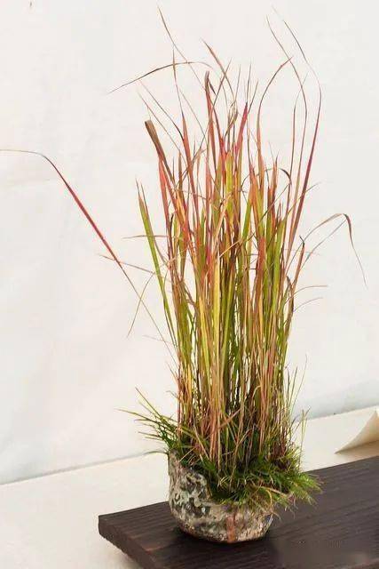 血茅草怎么养?_养护