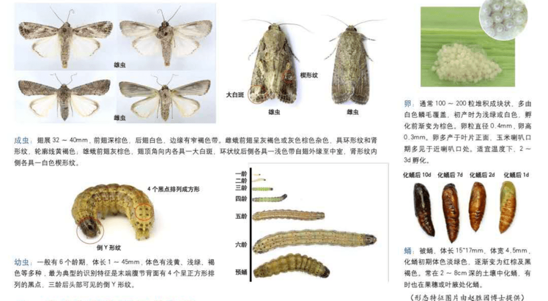 草地贪夜蛾到底是个啥 幺蛾子 一经发现请立即上报 防控