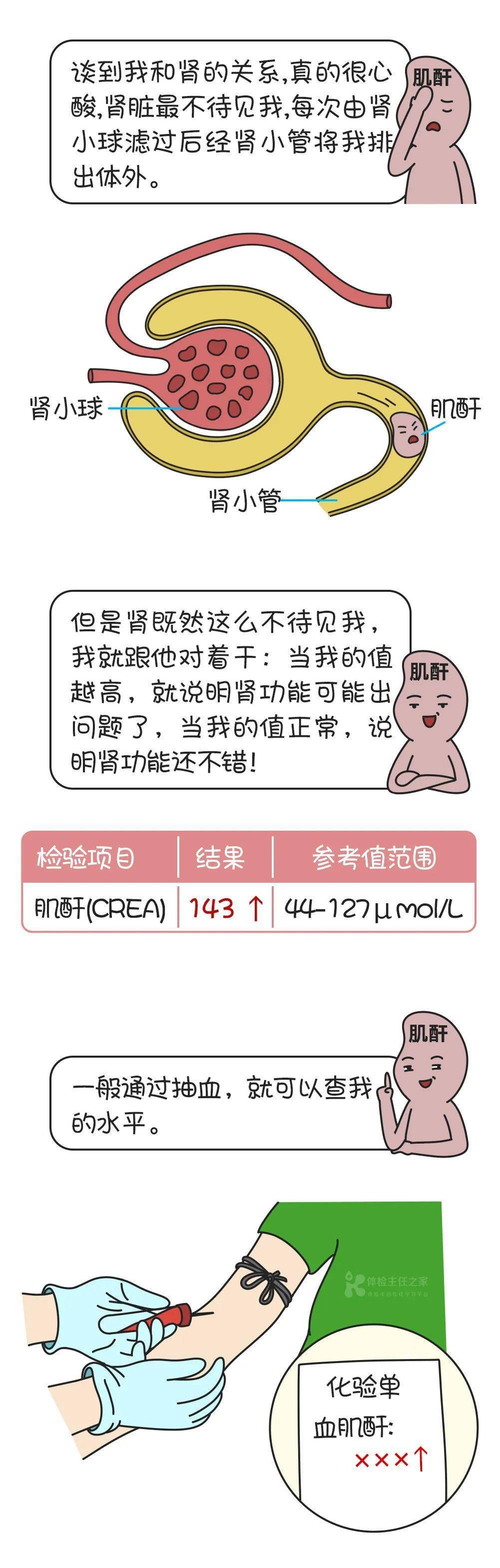 血液|科普 | 发现“肌酐”升高，千万别大意！小心……