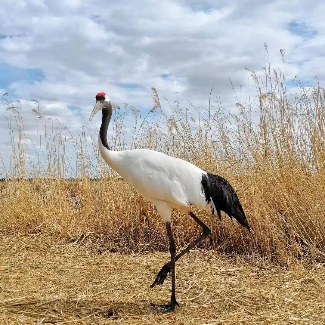 设计师晴空一鹤排云上便引诗情到向海