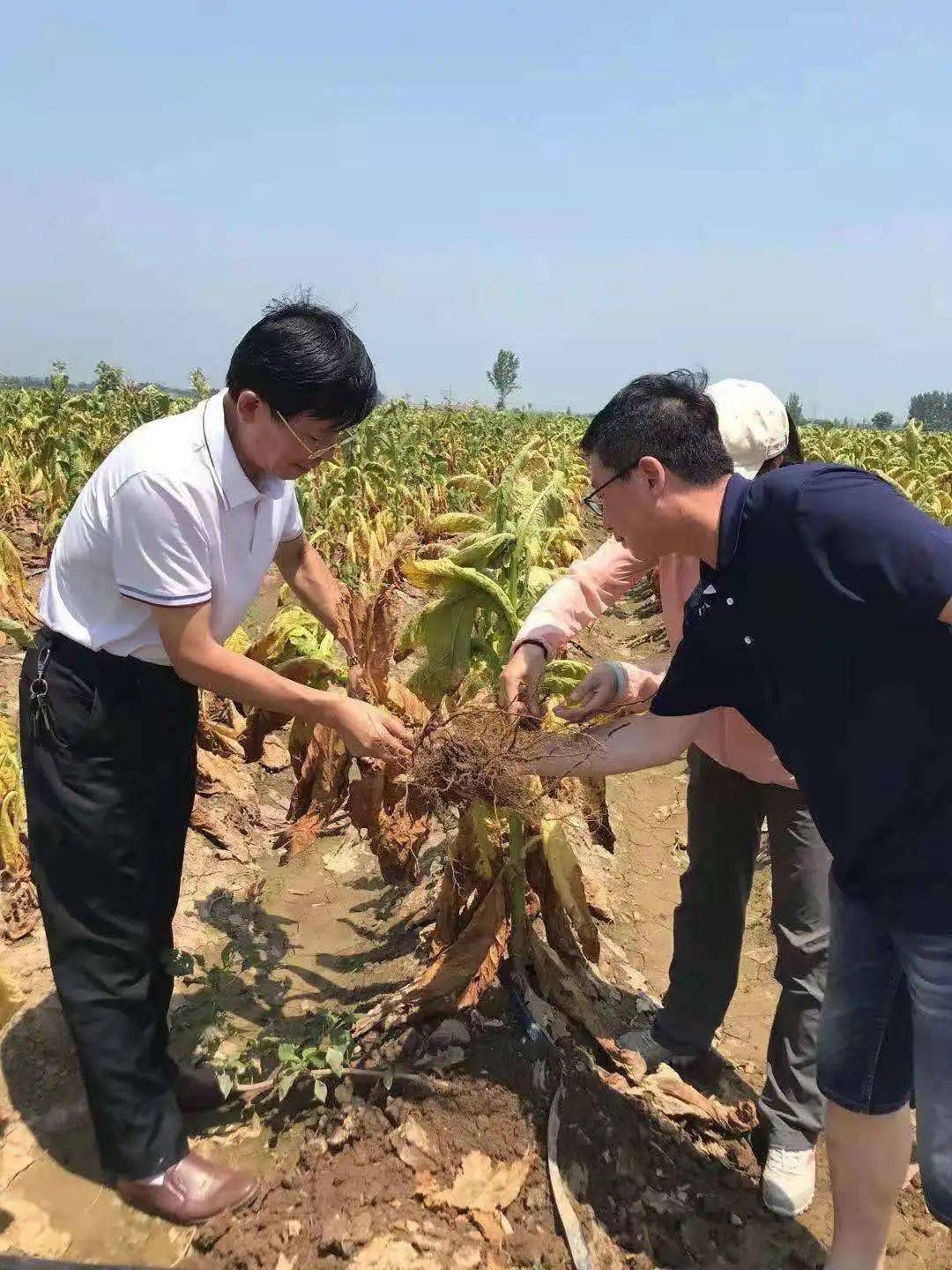 7月30日河南农业大学烟草学院院长赵铭钦带领河南农大灾后烟叶生产