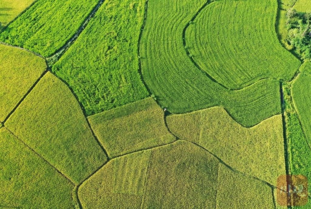 胜村|组图丨微风轻拂 稻穗摇曳 初秋田园风景如画