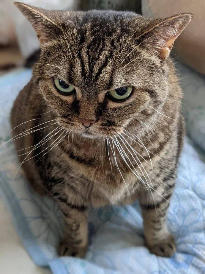 不知道做错了什么,猫咪好像很生气