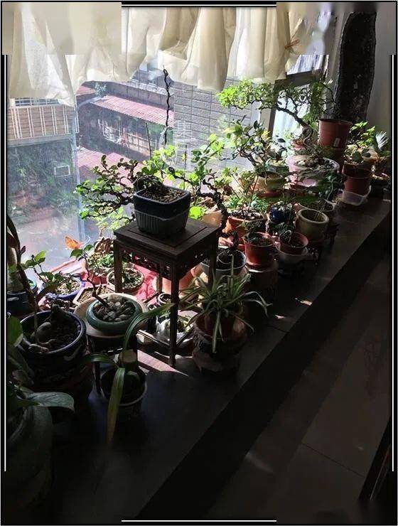 阳台盆景人爱盆景爱生活