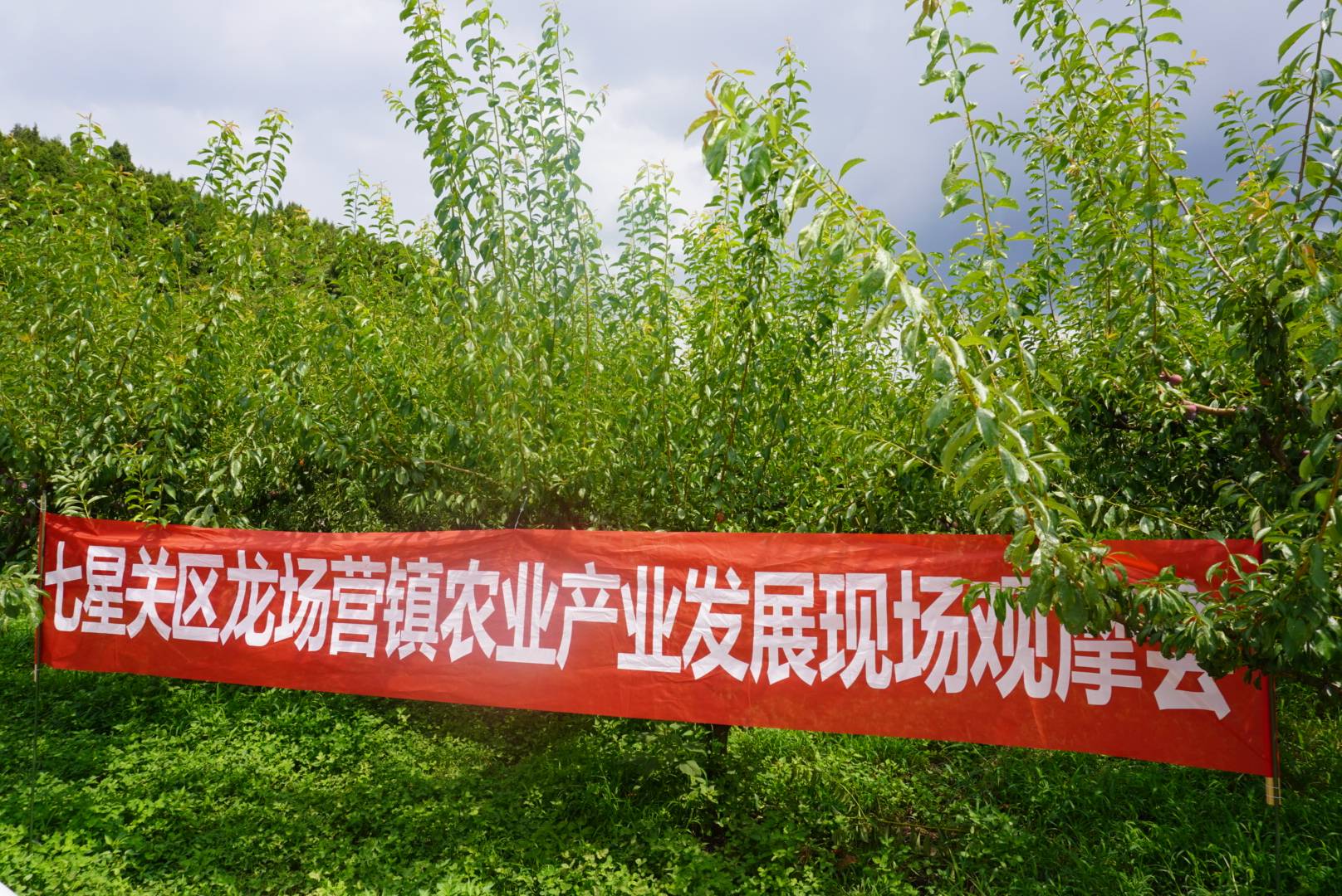 七星关区龙场营镇举行农业学习现场观摩会