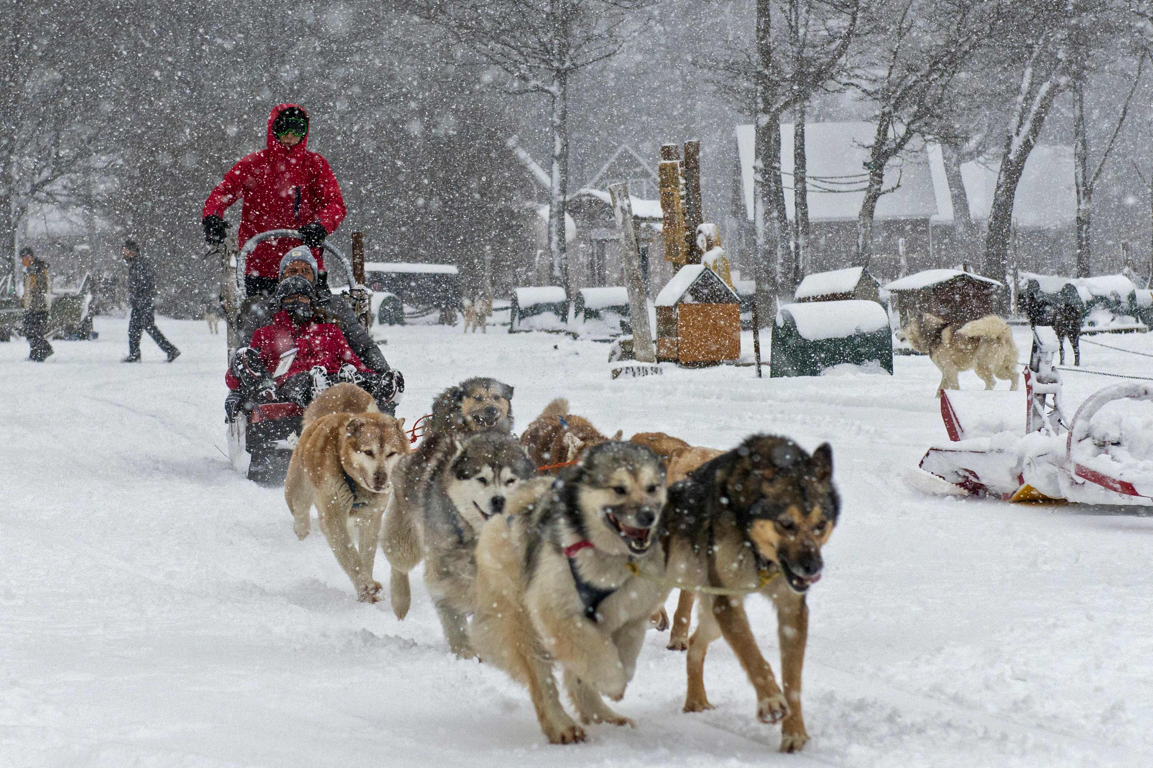 体验狗拉雪橇