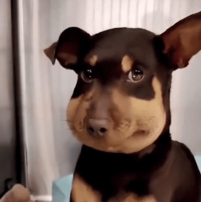 弱小可怜又委屈但是脸真的特别大!