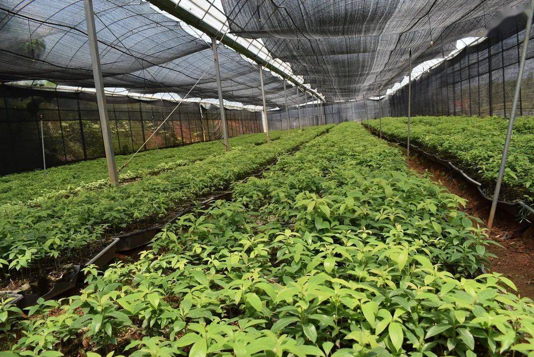 部门动态分宜县苗圃持续发力推进示范保障性苗圃建设