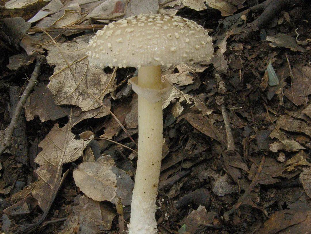 小豹斑鹅膏( amanita parvipantherina ),俗名小满天星.