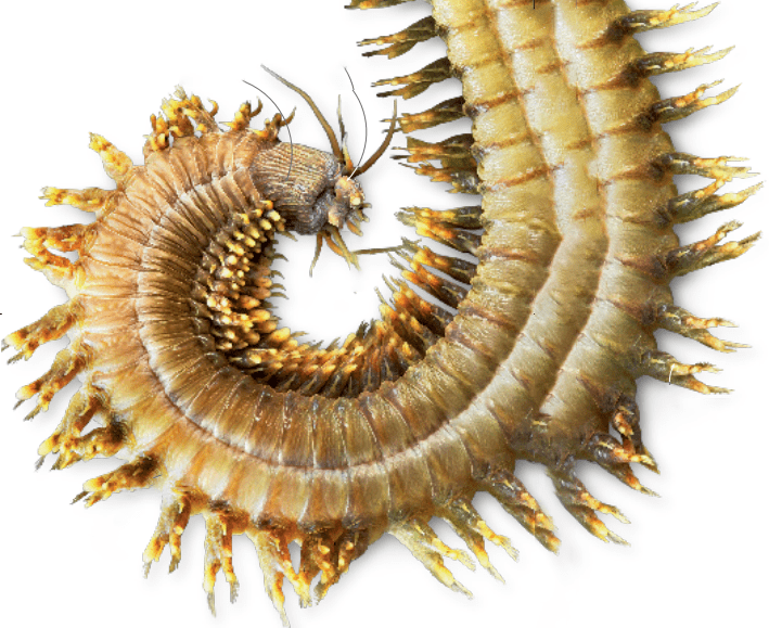 虫王虫王沙蚕的静水骨骼由一系列充满水的分节组成