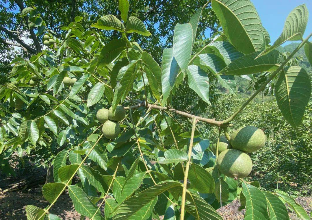走进米易县白坡彝族乡,漫山遍野的核桃林郁郁葱葱,满树的核桃呈现出一