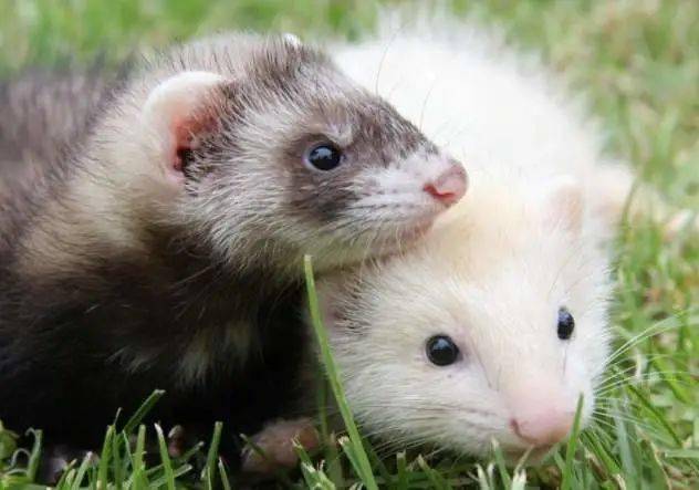 如何分清国产7种鼬