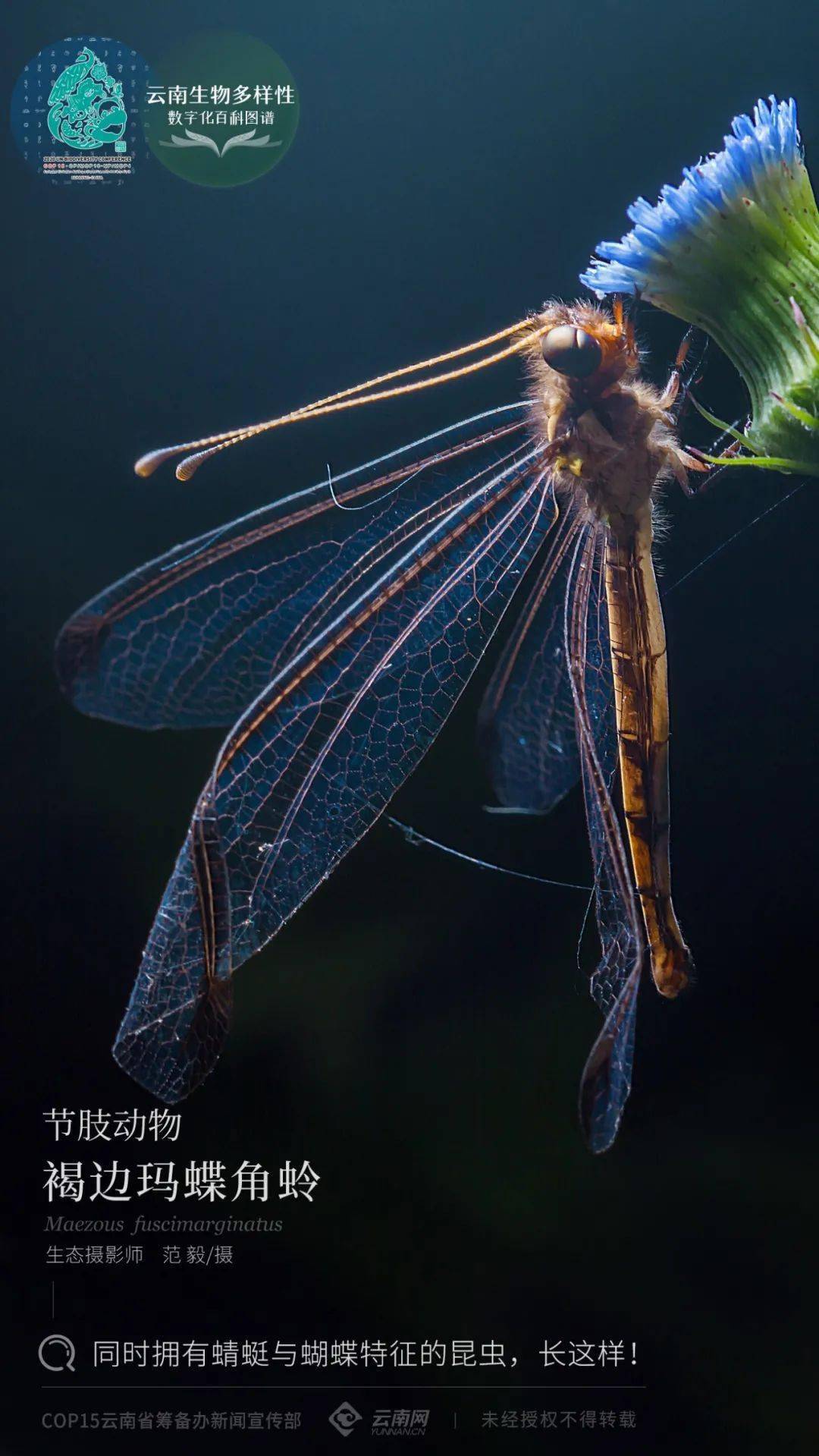 【雲南生物多樣性數字化百科圖譜】節肢動物·褐邊瑪蝶角蛉:聲明,這貨