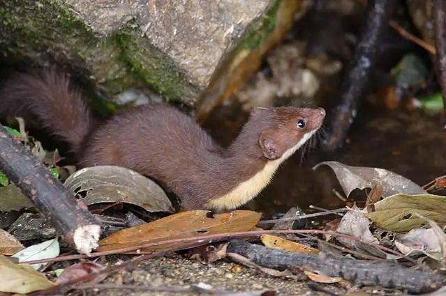 如何分清国产7种鼬