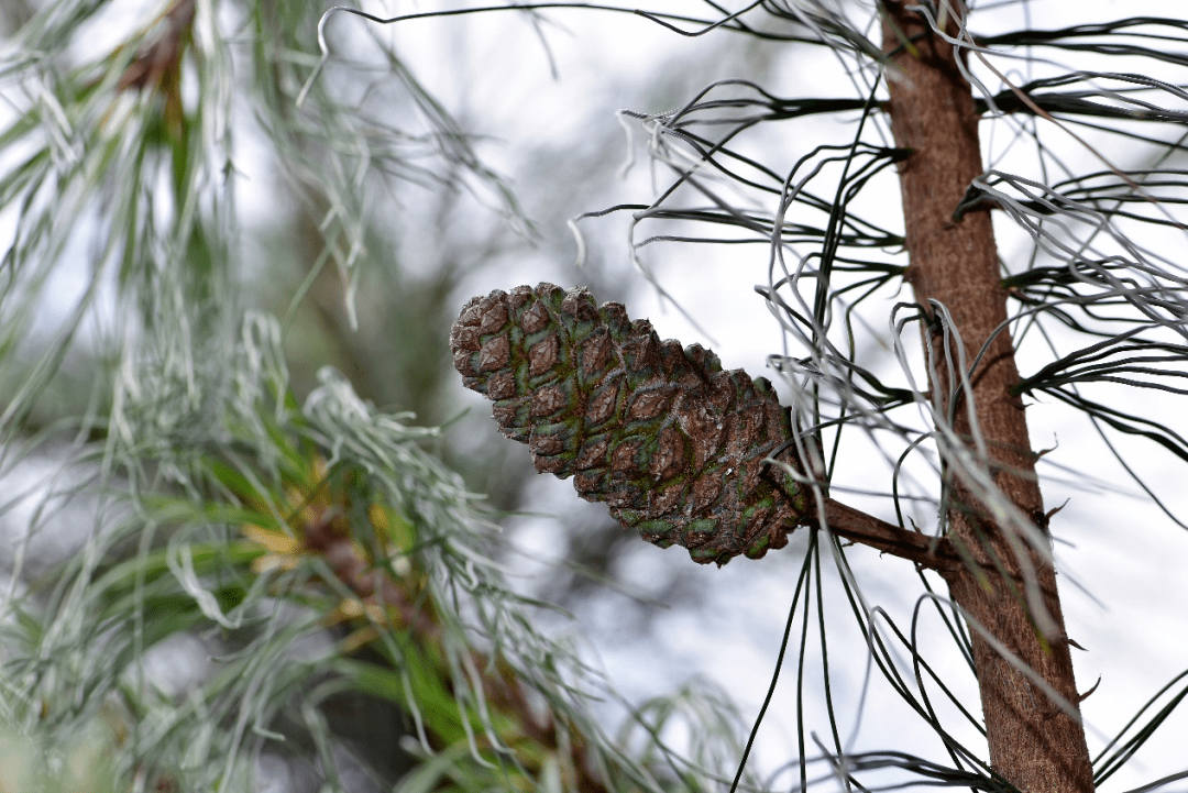 首次结实的巧家五针松球果