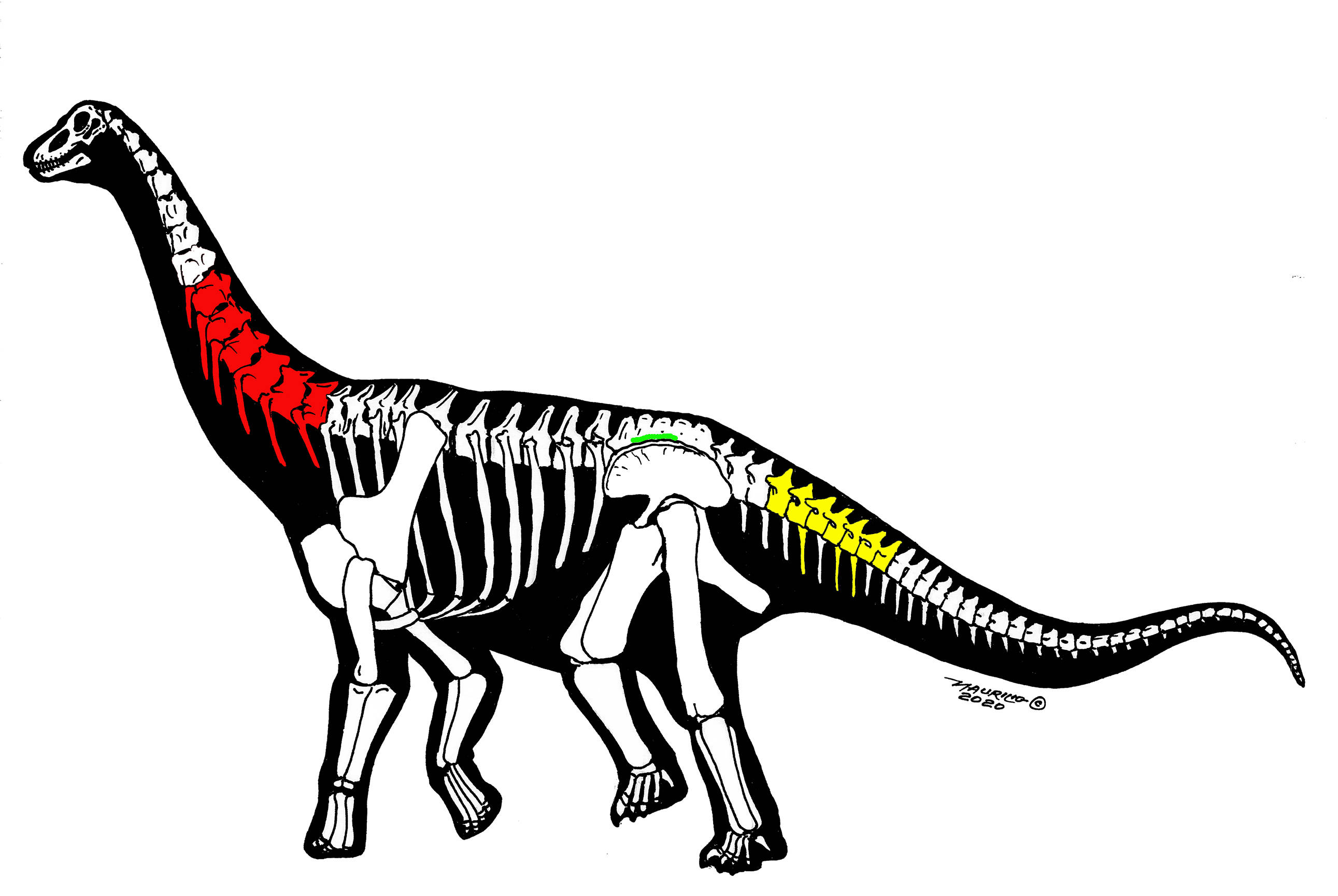 化石|新疆哈密发现大型恐龙化石，命名为“中国丝路巨龙”