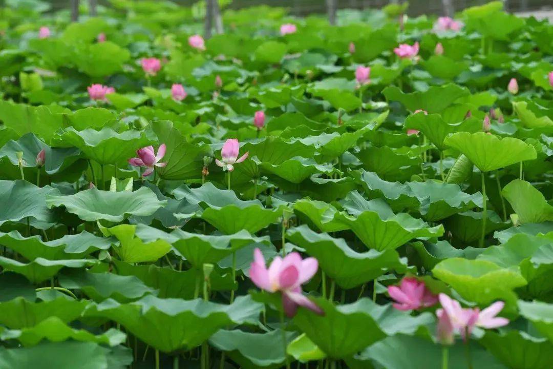 苦竹溪荷花池