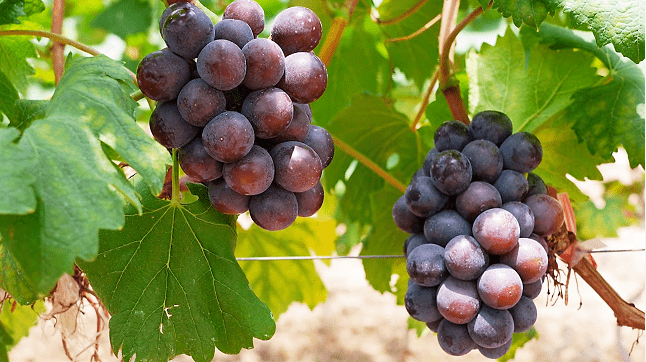 甜蜜诱惑美丽南方葡萄采摘攻略请收下带你一起萄醉