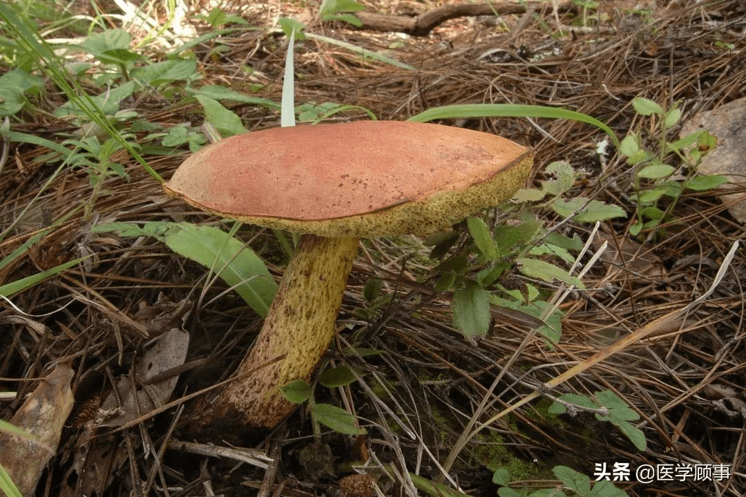 最強野生菌不能食用指南