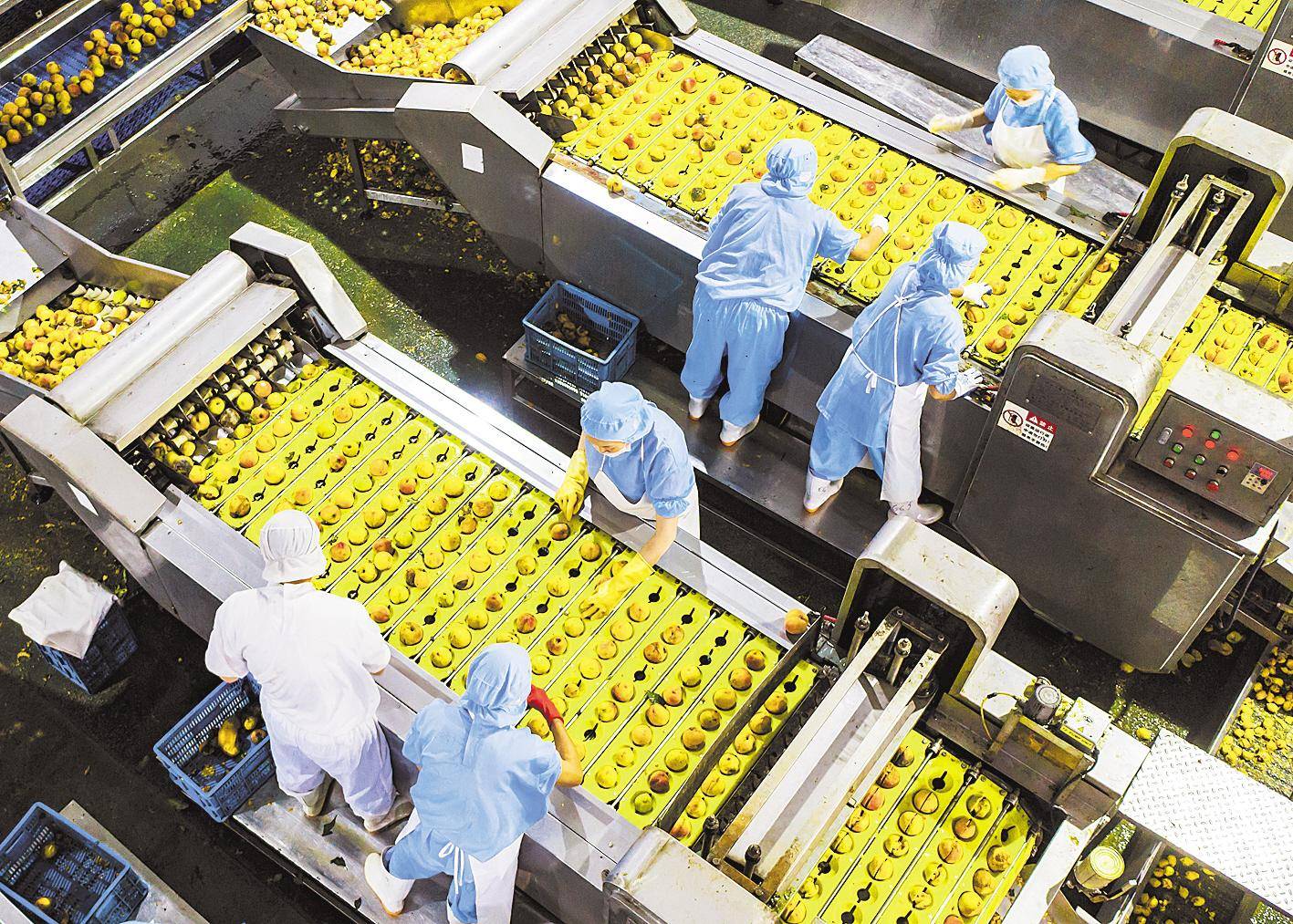 秭归黄桃出口加工忙