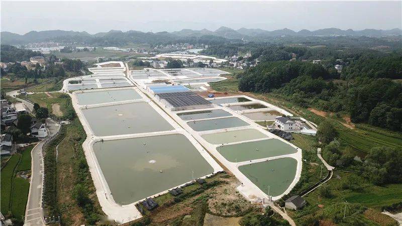 朱家场镇茅坡村的贵水黔鱼苗种基地,看到工人正在给荷花鲤鱼鱼苗喂食