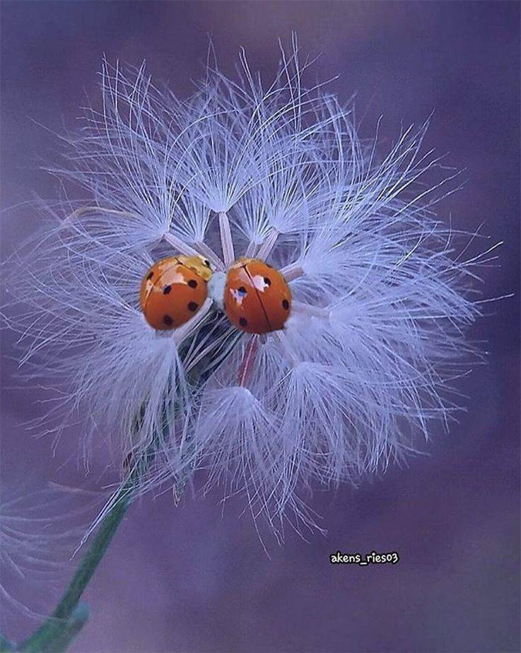 没看过这55张照片的人可能真不清楚微观世界有多美