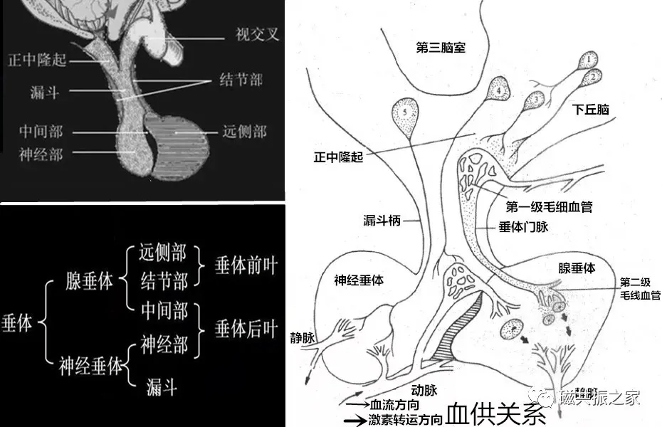 腺垂体远侧部细胞图片