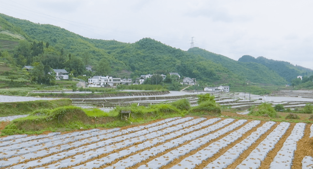 【全市"两优一先"】鸭溪镇党委:凝心聚力建设美丽乡村_坝区