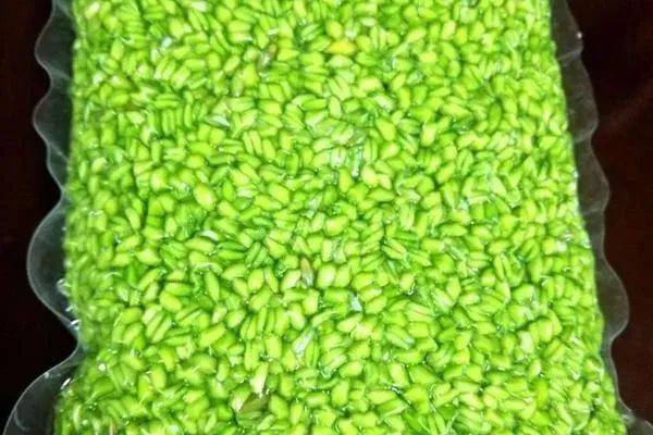 产地食材▎清甜淡雅软嫩爽口的青麦仁嫩得像春天的美味