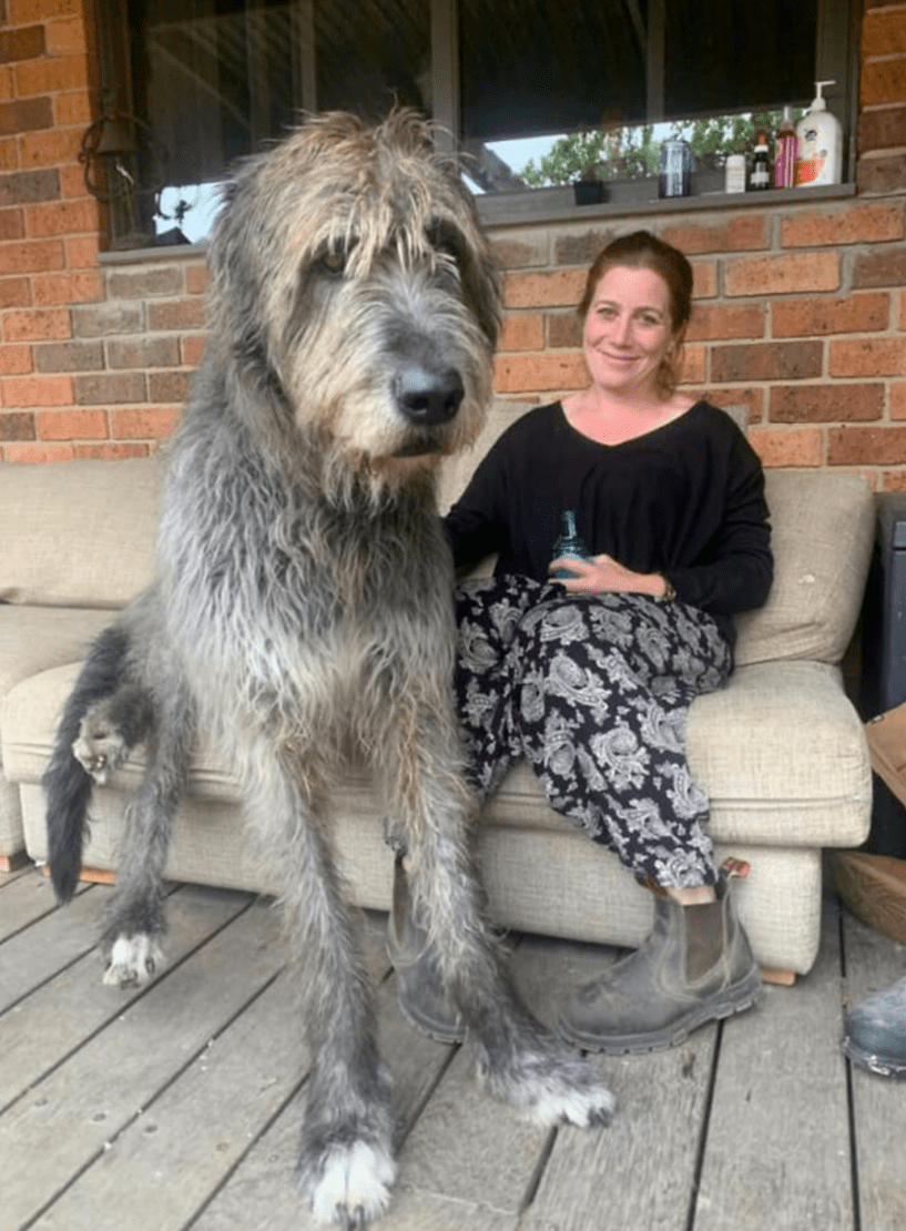 外网主人分享了一波家里的超级巨狗网友惊呆野兽都不敢长这么大