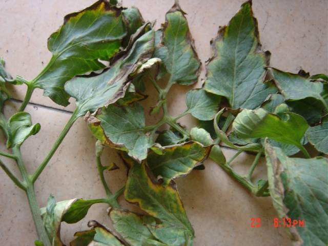 过量施肥后果很严重