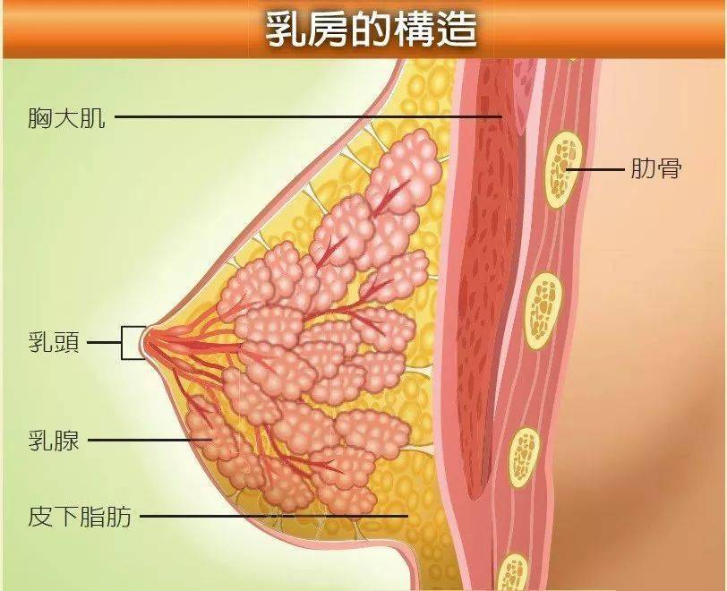 乳房长什么样图片