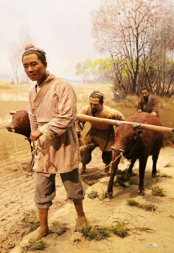 汉代耕作二牛抬杠蜡像.