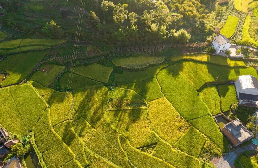 这抹金黄色才是秋天最美的风景_梁绍林