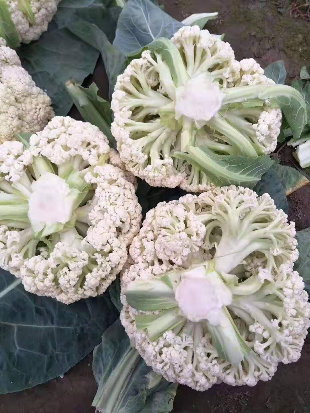 花球雪白松大米粒小这款中晚熟松花菜品种品质超棒哦