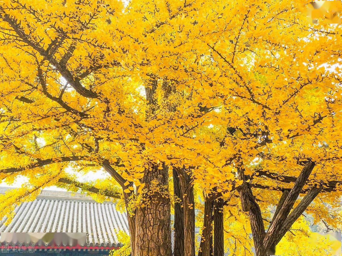 银杏入宅黄金满财为啥院子里种银杏的人很少3个缺点太致命