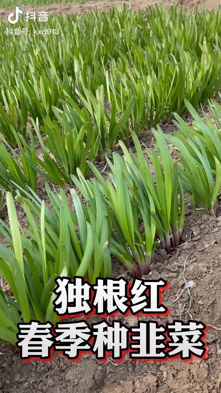 春季种植独根红韭菜
